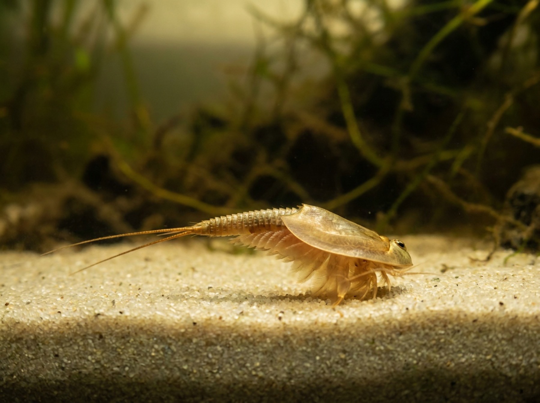 Triops über hellem Sand