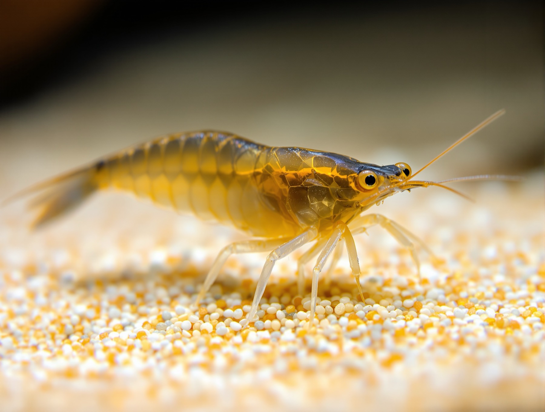 Gelb-transparente Zwerggarnele auf hellem Sand
